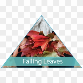 Maple Leaf, HD Png Download - dry leaves falling png
