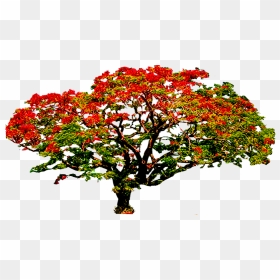 Photo Poinciana3 Zpsay93z9di - Tree Flower Cartoon Png, Transparent Png - gulmohar tree png