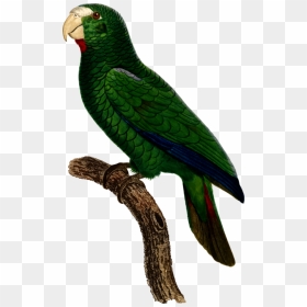 Parrot Bird Watercolor Painting - Parrots, HD Png Download - green parrot png