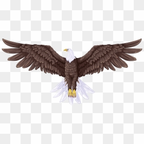 Bald Eagle Flight Drawing - Full Body Eagle Drawing, HD Png Download - eagle png hd