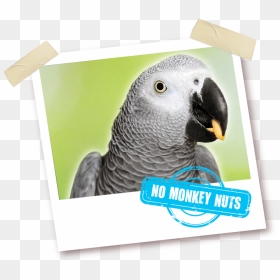 Budgerigar, HD Png Download - green parrot png