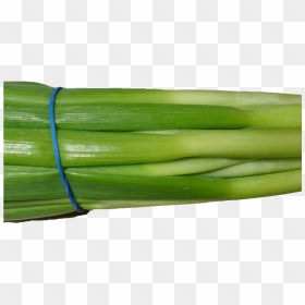 Scallion Green Onion Png Image - Green Onion Transparent Background, Png Download - onion png images