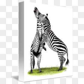 502 X 650 - Zebra, HD Png Download - zebra png images