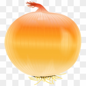 Garlic Clipart Allium Sativum - Onions Clip Art Png, Transparent Png - onion.png
