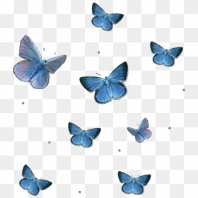 Butterflies, Butterfly, And Editing Image - Transparent Background Butterfly Png, Png Download - png images butterflies