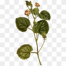 Plant Stem,herb,plant - Black White Wall Art Botanical, HD Png Download - plants.png