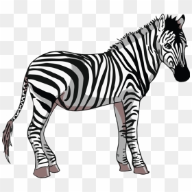 Zebra, HD Png Download - zebra png images