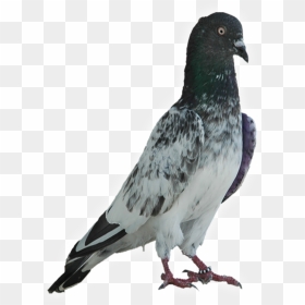 Faqirgul - Original Faqeer Gul Kabootar, HD Png Download - pigeons flying png