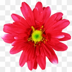 Common Daisy Pink Flowers Dahlia - Flowers To Cut Out Pink, HD Png Download - dahlia flower png