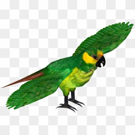 Yellow Eared Parrot , Png Download - Blue And Gold Macaw Rio Png, Transparent Png - green parrot png