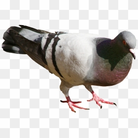 Turkey, HD Png Download - pigeons flying png