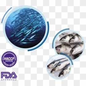 Sabah Underwater, HD Png Download - fish group png