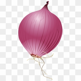 Single Onion Png Photo - Red Onion Onion Cartoon, Transparent Png - onion png images