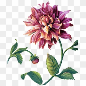 Dahlia Painting, HD Png Download - dahlia flower png