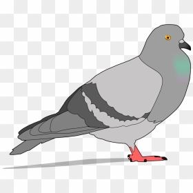 Pigeon Clipart, HD Png Download - pigeons flying png
