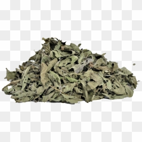 Basil Leaves Png Download - Holy Basil, Transparent Png - tulsi tree png