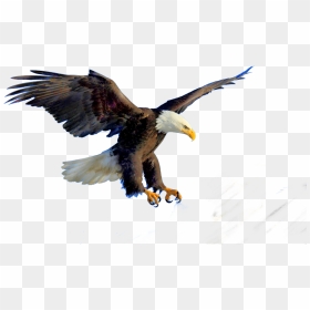 Bald Eagle Bird Clip Art - Bald Eagle Transparent, HD Png Download - eagle sitting png