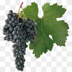 Transparent Vineyard Clipart - Cabernet Sauvignon Grapes Png, Png Download - grapes png images