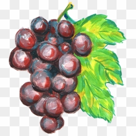 Grapes Drawing Watercolor - Grapes Watercolor Clipart, HD Png Download - grapes png images