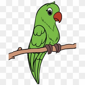 Drawing Feather Parrot - Parrot Images For Drawing, HD Png Download - green parrot png