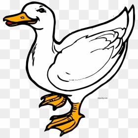 Clip Art Of Duck, HD Png Download - white duck png
