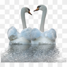 White Duck Png Image - Открытки С Креповой Свадьбой, Transparent Png - white duck png