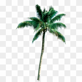 Photoshop Palm Tree 3d Png - Coqueiro Png, Transparent Png - tree for photoshop png