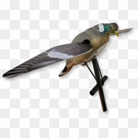 Image Of Lucky Duck Pigeon Hd - Lucky Duck Pigeon Decoys, HD Png Download - pigeons flying png