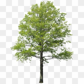 Populus Nigra Tree Rendering Arbol Landscape Clipart - Tree Png Free, Transparent Png - tree for photoshop png