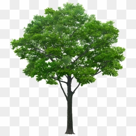 Tree Images For Photoshop , Png Download - Tree With White Background, Transparent Png - tree for photoshop png