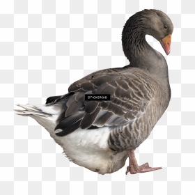 White Gooses Duck - Duck Png, Transparent Png - white duck png
