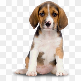 Puppy Dog Png For Web - Dogs Png, Transparent Png - dog png hd