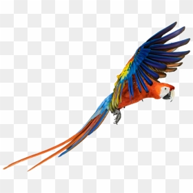 #parrot #bird #animal #color #colors #nature #fly #flying - Macaw Png, Transparent Png - green parrot png