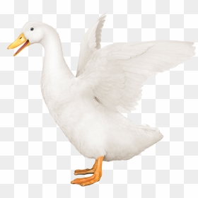 Aflac Duck Png - Aflac Goose, Transparent Png - white duck png