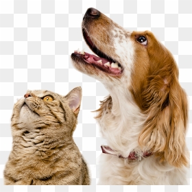 Dogs - Cat And Dog Background, HD Png Download - dog png hd