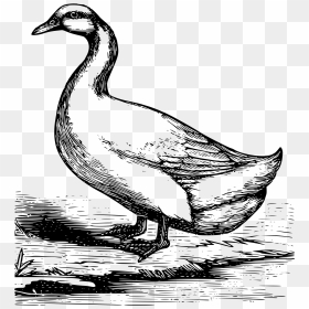 Drawing Ducks Waterfowl - Sketch Pencil Duck Drawing, HD Png Download - white duck png