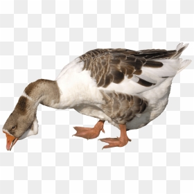 Fat Goose Transparent Background, HD Png Download - white duck png
