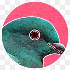 Pigeons And Doves, HD Png Download - mooch png