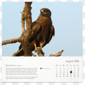 August, HD Png Download - eagle sitting png
