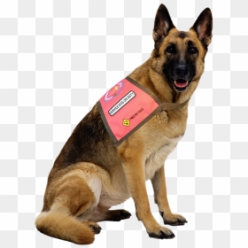 German Shepherd Dog Png, Transparent Png - service dog png