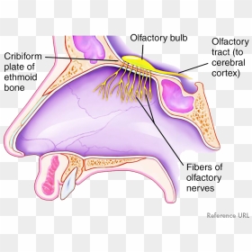 Taste And Smell - Olfactory Nerve, HD Png Download - smell png