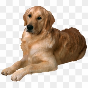 Golden Retriever Png, Transparent Png - service dog png