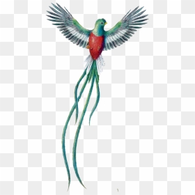 Quetzal Dibujo Png - Quetzal Bird Drawing, Transparent Png - quetzal png