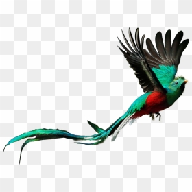 Quetzal Png & Free Quetzal Transparent Images - Imagenes Del Quetzal Png, Png Download - quetzal png