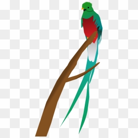 Png Download , Png Download - Clipart Quetzal, Transparent Png - quetzal png
