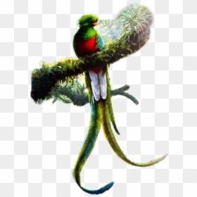 Resplendent Quetzal Art , Png Download - Resplendent Quetzal, Transparent Png - quetzal png