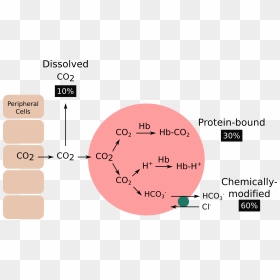 Co2 Transported In The Blood, HD Png Download - carbon dioxide png
