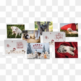 All-cards - Australian Cattle Dog, HD Png Download - christmas cards png