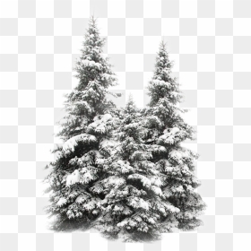 #pinos #nieve - Christmas Tree, HD Png Download - pinos png