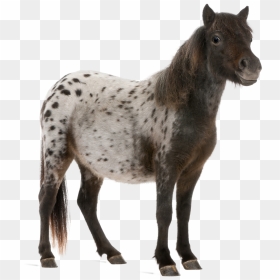 Miniature Horse White Background, HD Png Download - service dog png